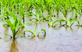 Public Drainage Projects: Navigating the Legal, Environmental, and Political Challenges Thumbnail