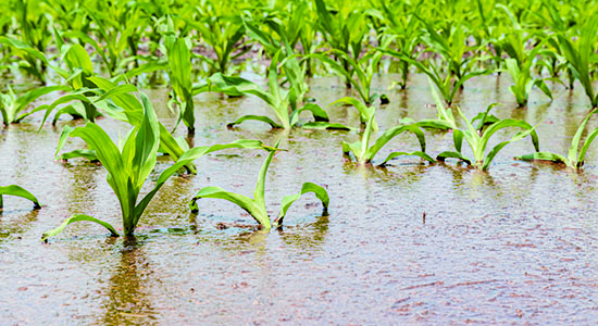 Public Drainage Projects: Navigating the Legal, Environmental, and Political Challenges Image