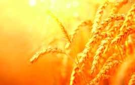 Terms to Consider as You Renegotiate Your Farm Lease Thumbnail