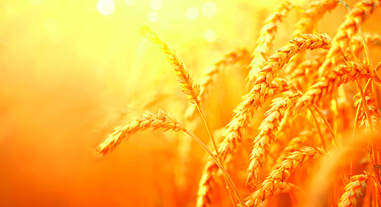 Terms to Consider as You Renegotiate Your Farm Lease Image