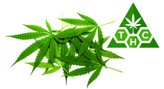 Employees Using THC – Legally? Navigating Employee Drug Testing In The Post-Legalization Era Image