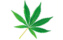 Potential Opportunities in Legalization: Financial Services and Minnesota's Legalization of Cannabis Thumbnail