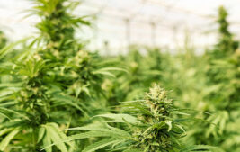 Drug Testing Employees in the Age of Legal Recreational Cannabis Thumbnail