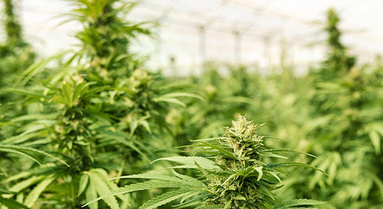 Drug Testing Employees in the Age of Legal Recreational Cannabis Image