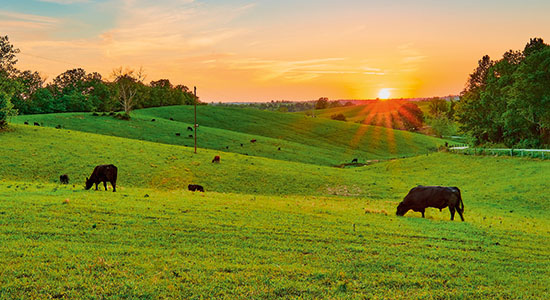 Livestock Risk Protection Insurance: An Alternative Risk Management Tool Image
