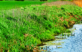 Redtape Meets Wetlands: The Confounding Maze of Wetland Regulation Thumbnail