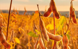 The United States Supreme Court Addresses Laws Impacting Farmers Thumbnail